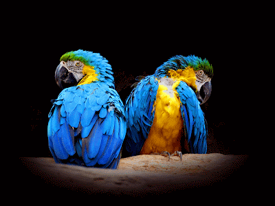 i love you quotes wallpapers_03. Red Parrot wallpapers