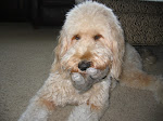 Daisy the Goldendoodle