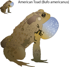 [American-toad.png]