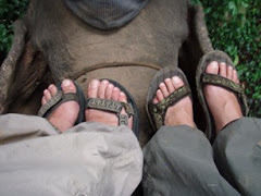 A dos d'elephant