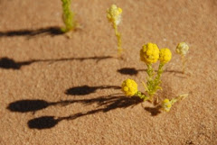 Les petites fleurs jaunes du bush