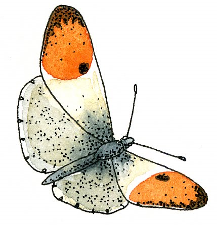 [papillon+orange.jpg]