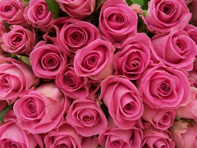 [rose+pink.jpg]