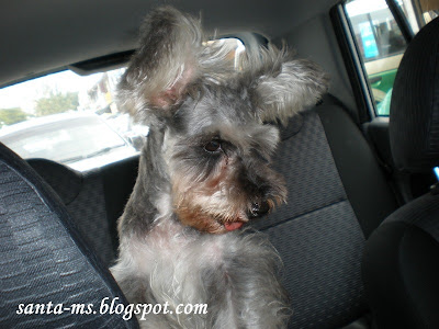 Miniature-Schnauzer Silky-Terrier Miniature-Schnauzer Silky-Terrier