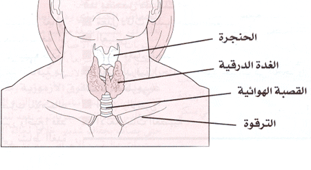 الغدة الدرقية