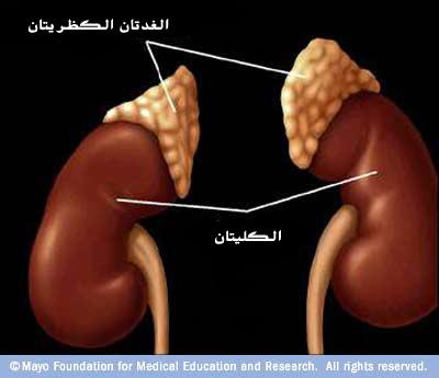 موقع الغدتان الكظريتان