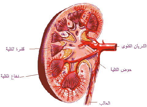 الكلى