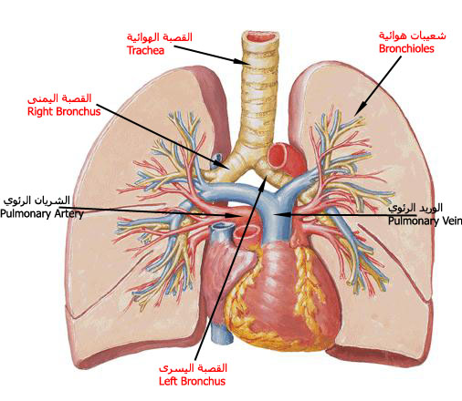 الشعيبات الهوائية