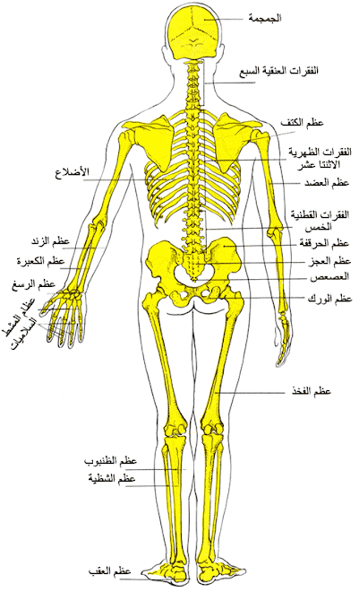 صورة الهيكل العظمي - منظر خلفي