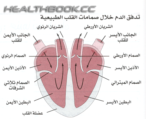 صمامات القلب