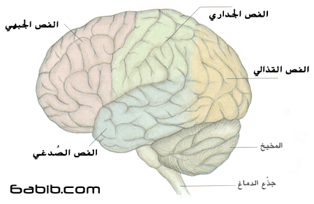 فصوص المخ