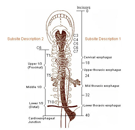 المرئ Esophagus