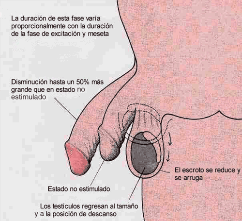 HOMBRE PENE FLACIDOS hombre pene flacidos: