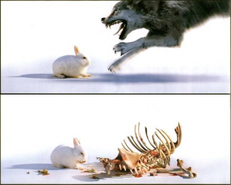 [bad_rabbit.jpg]