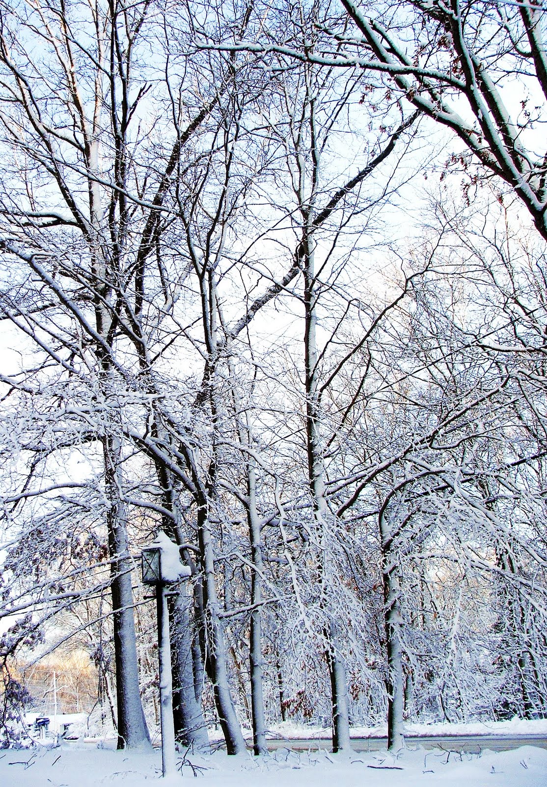 [#42+snow+trees.jpg]