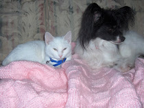 Finnegan the kitty and (the late) Mika the Dog