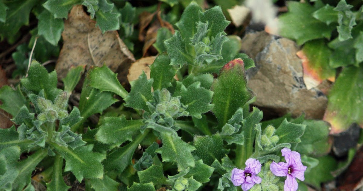 Boise Daily Photo Garden Shot Rock Cress