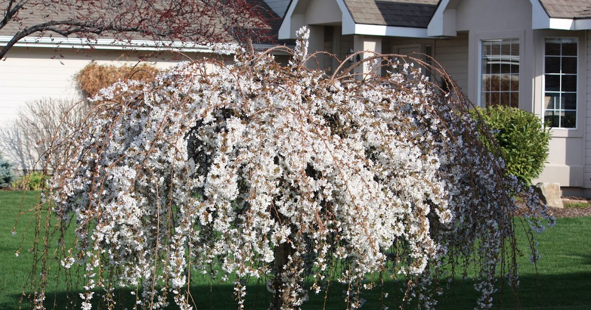 Boise Daily Photo Garden Shot Weeping Cherry Blooming