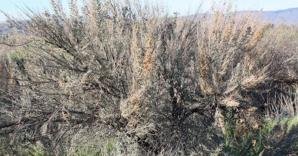 Boise Daily Photo Sagebrush