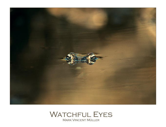 [Watchful+Eyes.bmp]