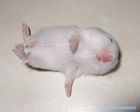 hamster-like-playing-dead.jpg