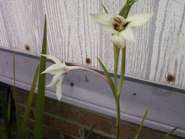 September Peacock Orchids