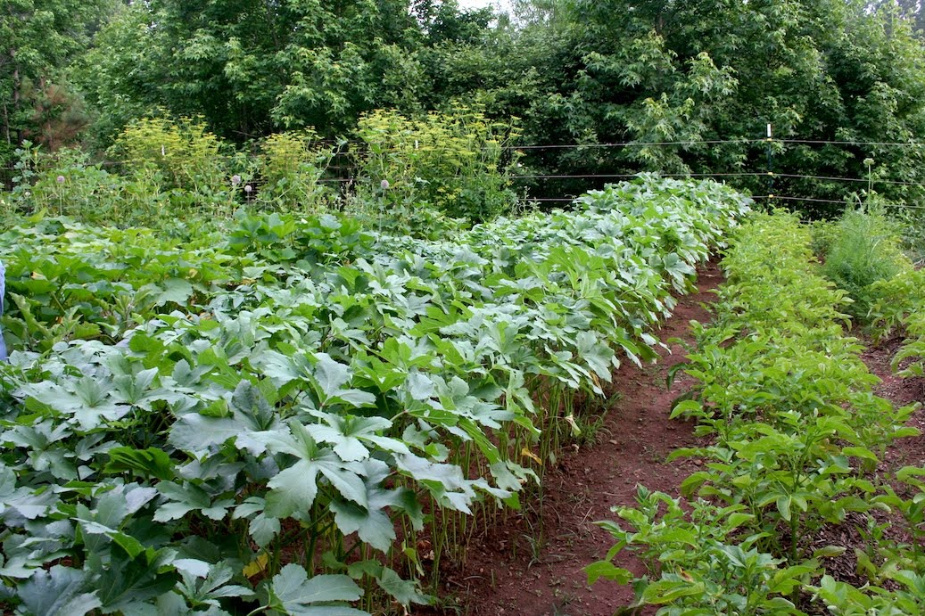 Everyday Finesse Okra, a southern treat