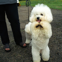 ... Perros Razas Grandes Pequeños Perros Imagenes: Poodle-french-fresh ... Perros Razas Grandes Pequeños Perros Imagenes: Poodle-french-fresh