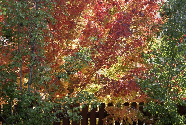 [fallbackyard.jpg]