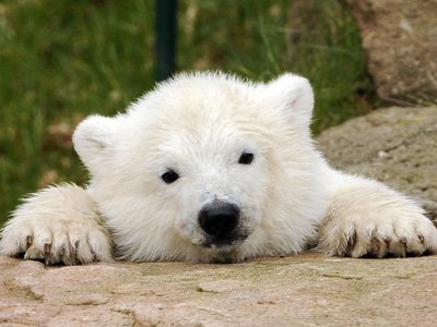 [polar_bear.jpg]