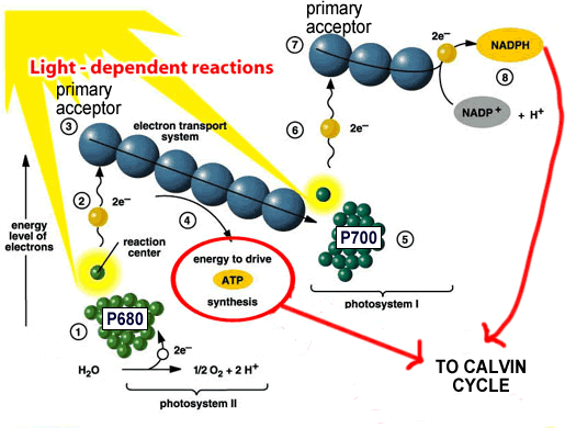 Light Reactions Diagram