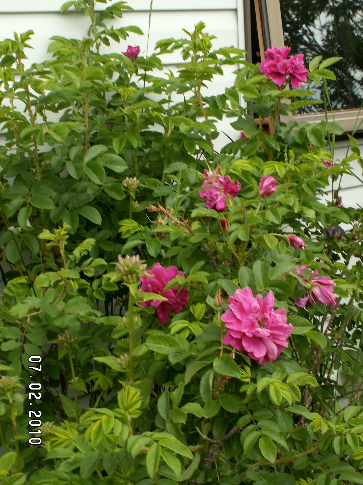 Winnipeg Parks Rose