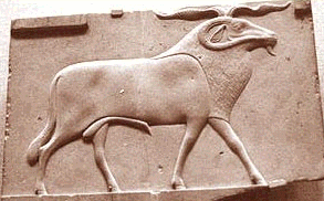 Goats In Egypt