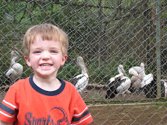 Joshua loving the Zoo