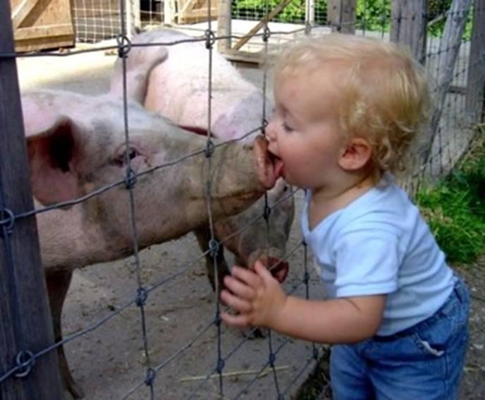 [pig+kissing+not+recommended.JPG]