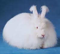 French Angora