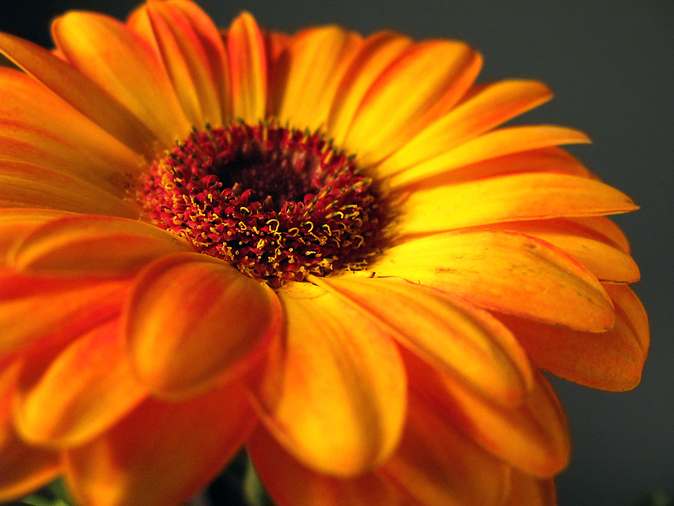 december bride 30s gerbera daisies december bride 30s gerbera daisies