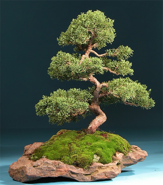 Exposición de bonsais japoneses crear bonsai