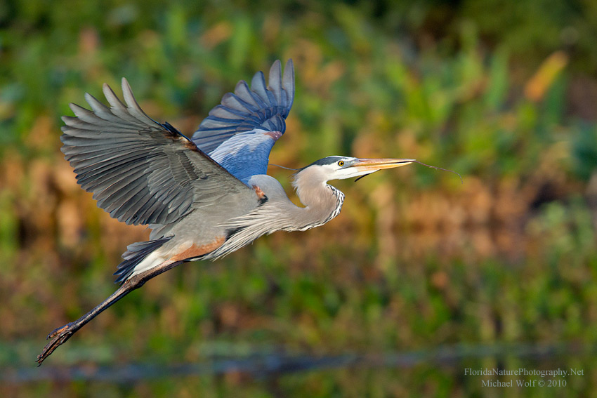 Florida Nature Photographer