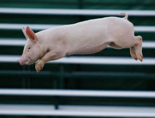 Pig Might Fly