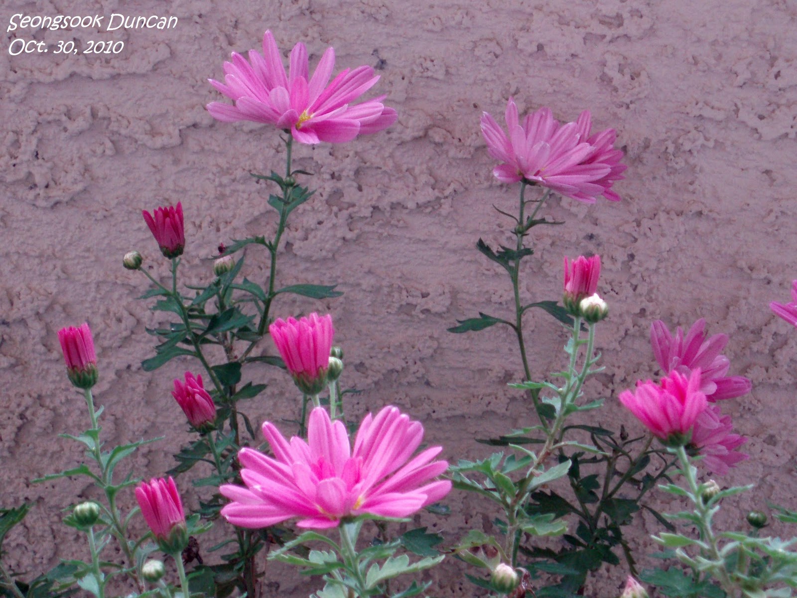 Seongsook's Creations My Favorite Flowers
