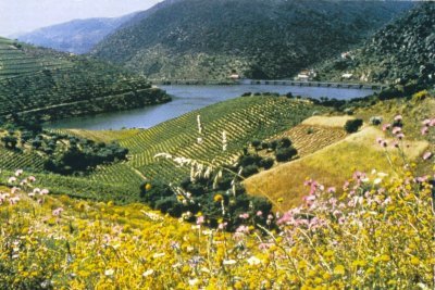 [douro_red.jpg]
