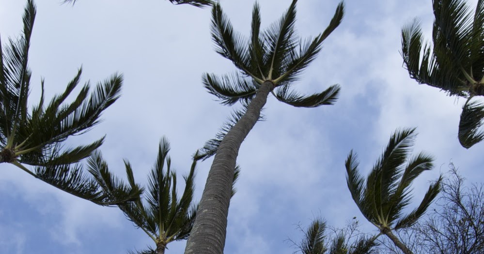 Maui Observer Death by Coconut
