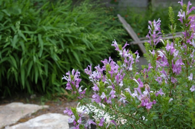 The Grackle Mexican Oregano