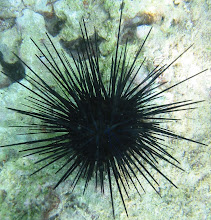 Sea Urchin...Stay Away!