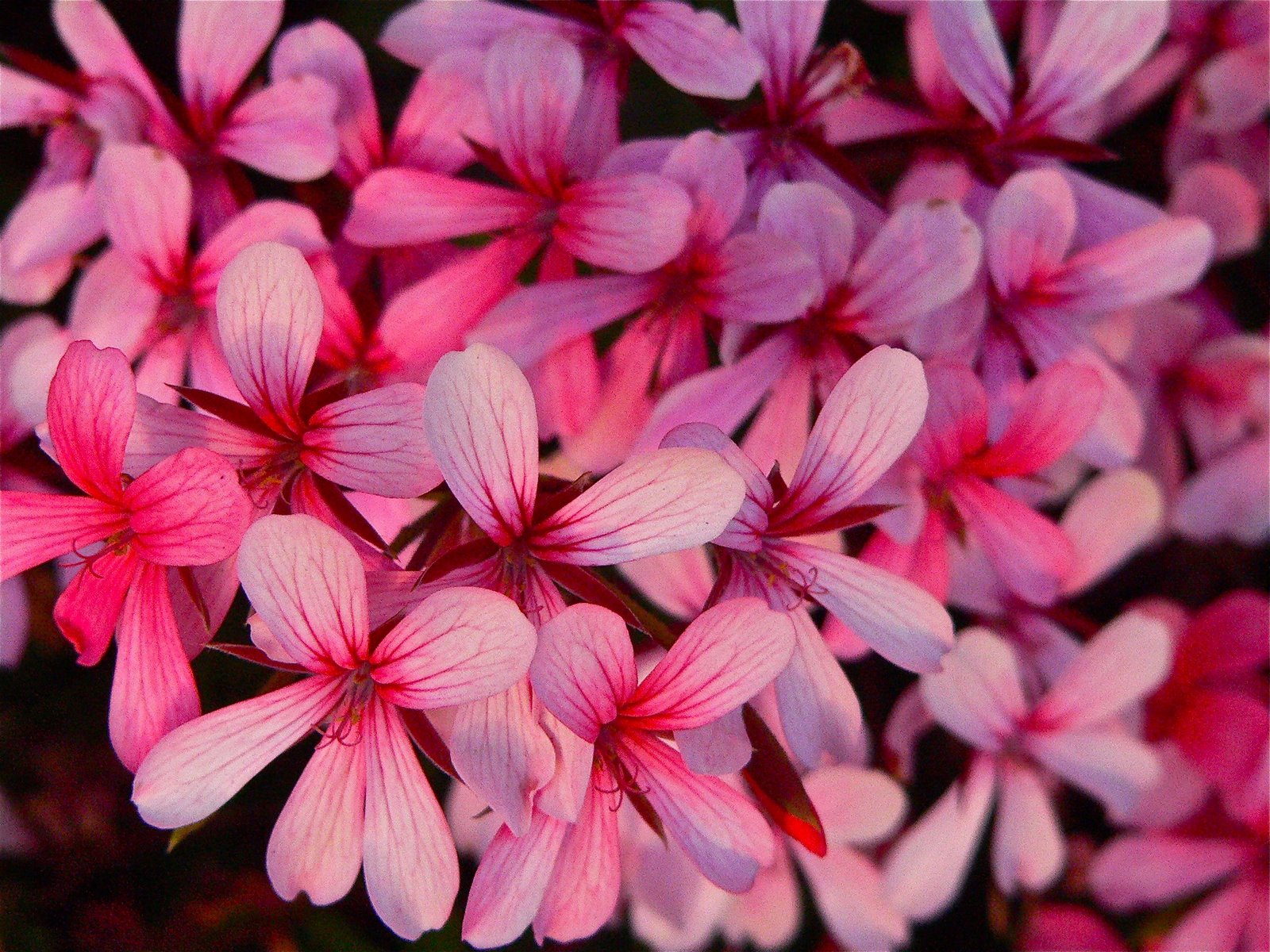 [pinkflowers.jpg]