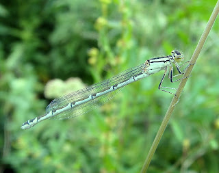 Common-Blue Damselfly