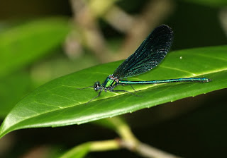 Beautiful+Demoiselle