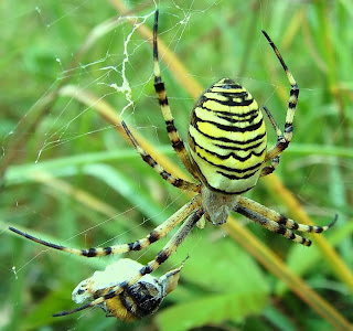 Wasp Spider
