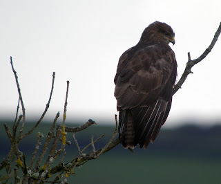 Buzzard